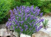 lavender essence purple