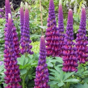lupine west country masterpiece