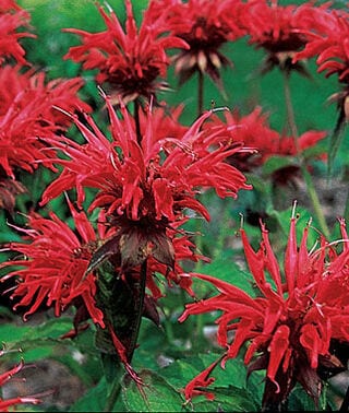 Red bloom of Monarda Jacob Cline