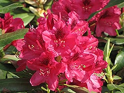 Red flower of Nova Zembla Rhododendron