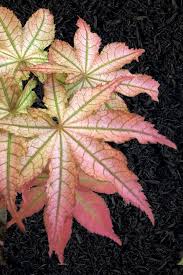 Red and green leaf of Acer Palmatum Peaches and Cream
