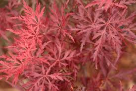 Red leaves of a Acer Palmatum Red Dragon