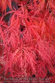 Red leaves of a Acer Palmatum Red Spider