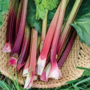 fresh rhubarb stalks in a basket