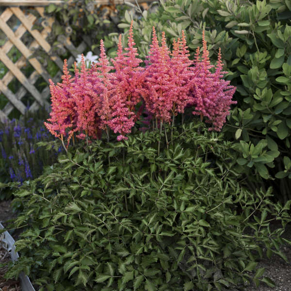 astilbe rise and shine