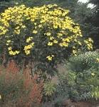 Bush of yellow Herbstonne