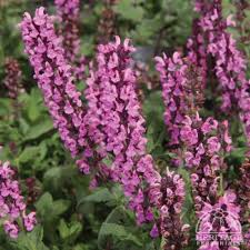 Blossoms of pink New Dimension Salvia