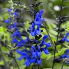 Blossoms of Blue and Black Salvia