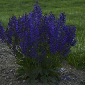 Bush of dark blue Evening Attire Salvia
