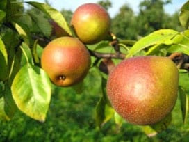 Ripe Seckel Pear fruit on branch