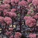 Deep Pink Night Embers Sedum blooms and stem