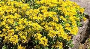 Yellow blossoms of Sedum Kamtschaticum