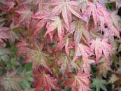 Red and green foliage of Acer Palmatum Shin Deshojo