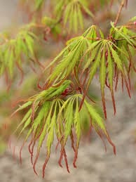 Red and green Acer Palmatum Spring Delight