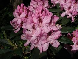 Bloom of pink Springtime Rhododendron