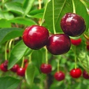 Close up of Stella Sweet Cherry fruit