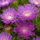 Flower of purple Stokes Aster