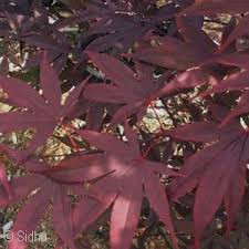 Dark red leaves of Acer Palmatum Tamukeyama