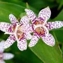 Blooming flower of a Toad Lily