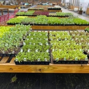 Mixed trays of seedlings outside green house