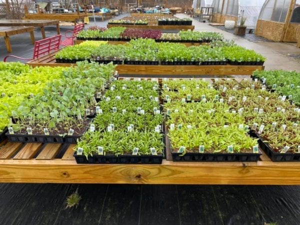 Mixed trays of seedlings outside green house