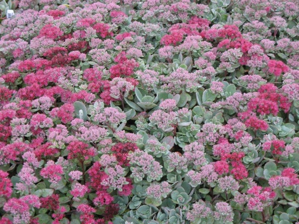 Mixed color flowers of Vera Jameson Sedum