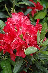 Red flower of War Dance Rhododendron