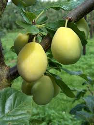 Fruit of Yellow Egg Plum