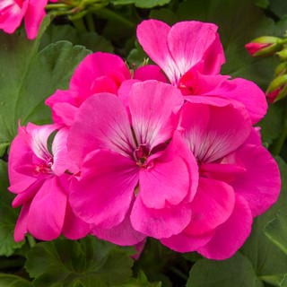 bright pink geranium